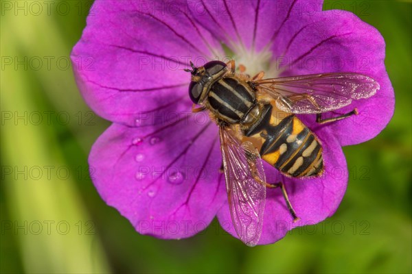 Dangling sunlover (Helophilus pendulus) on blood-red cranesbill Bloody cranesbill (Geranium sanguineum)