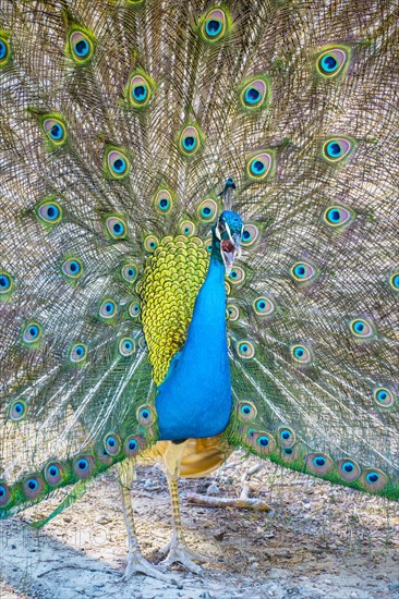 Peacock Indian peafowl (Pavo cristatus) beats wheel