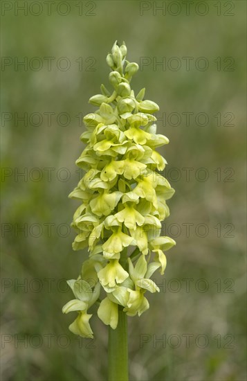 Pale-flowered orchid (Orchis pallens)