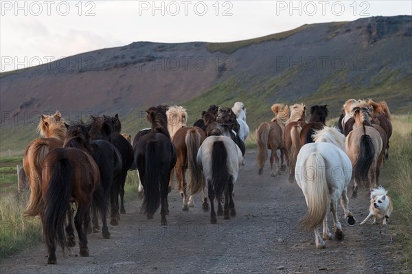 Icelandic spitz or Icelandic dog helps rounding up Icelandic horses