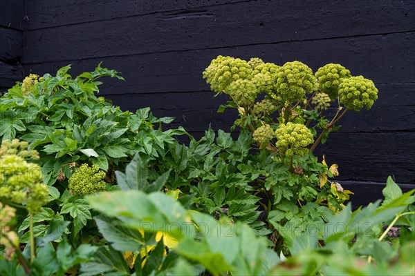 Norwegian angelica (Angelica archangelica) d