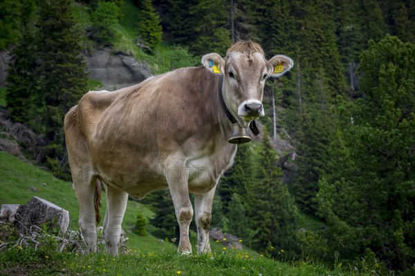 Tyrolean grey cattle on a pasture