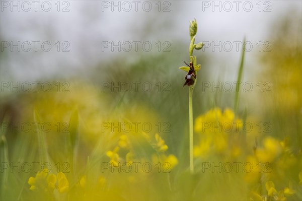 Fly orchid (Ophrys insectifera)