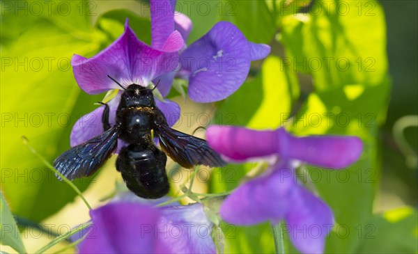 Violet carpenter bee (Xylocopa violacea)