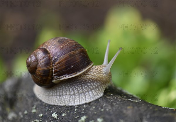 Burgundy snail (Helix pomatia) on stone