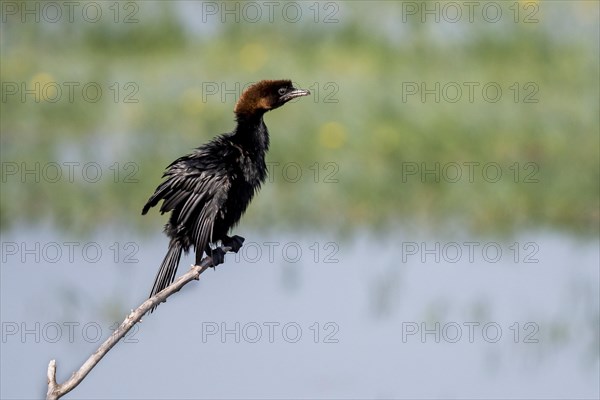 Pygmy Cormorant (Phalacrocorax pygmeus) sitting on branch