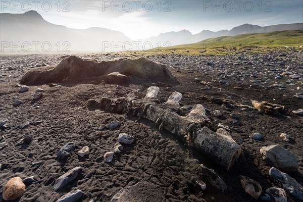 Whale skeleton