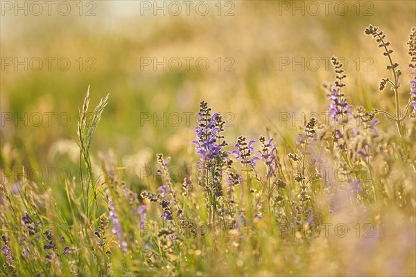 Meadow clary (Salvia pratensis) blooming in a meadow