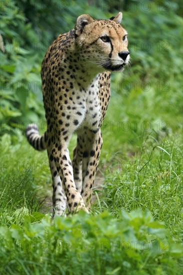 Sudan cheetah (Acinonyx jubatus soemmeringii)