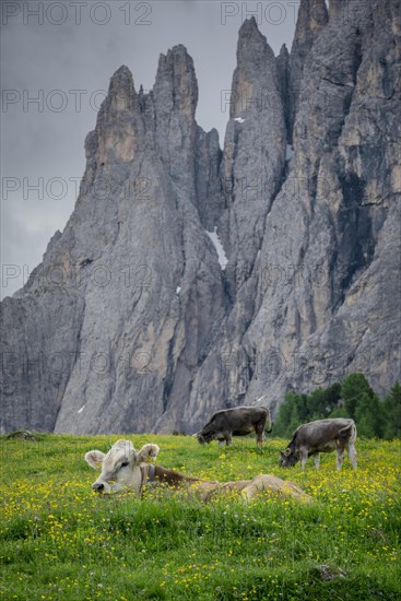 Tyrolean grey cattle on a pasture