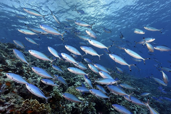 Shoal of Suez Fusilier (Caesio sueviva) swimming over coral reef