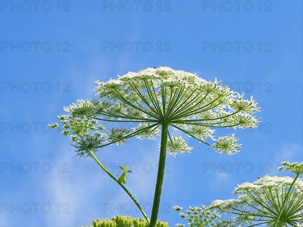 Giant hogweed (Heracleum mantegazzianum)