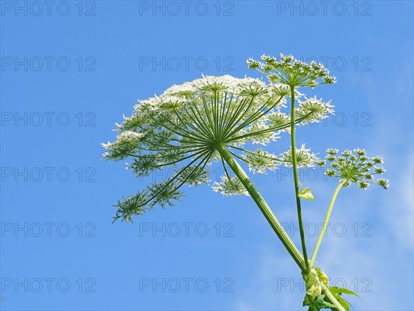 Giant hogweed (Heracleum mantegazzianum)