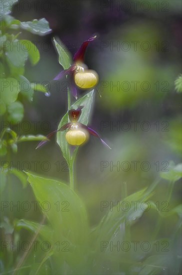 Yellow lady's slipper orchid (Cypripedium calceolus)