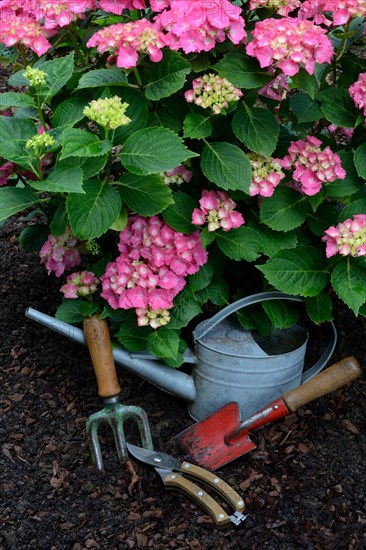 Garden tools and flowering hydrangeas