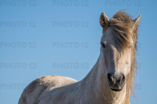 Icelandic horse (Equus islandicus)