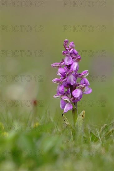 Green-winged orchid (Anacamptis morio)