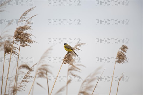 Yellow wagtail (Motacilla flava) Prignitz