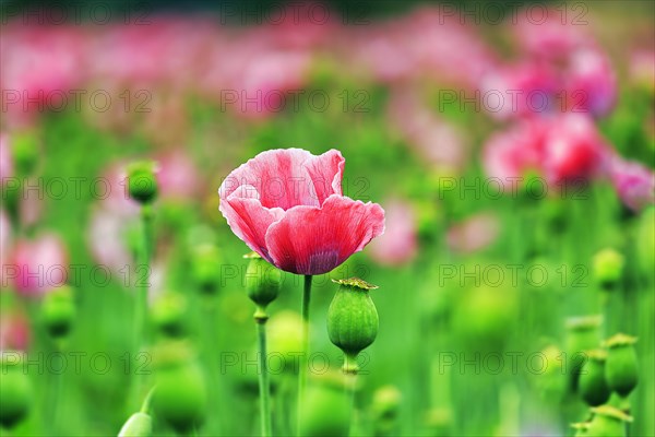 Opium poppy (Papaver somniferum)