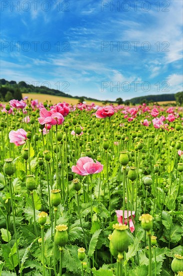 Cultivation of Opium poppy (Papaver somniferum) in a field