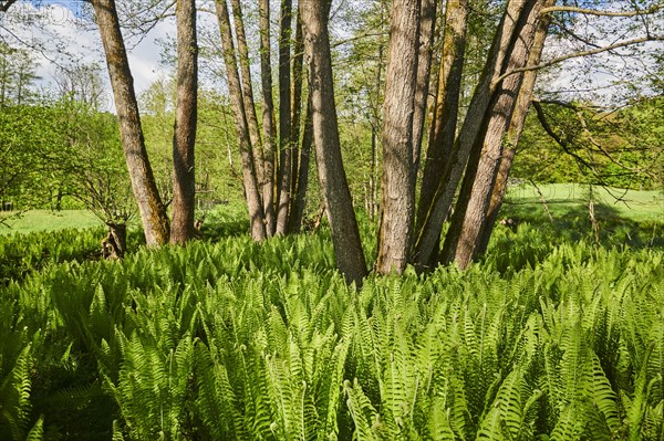 Male fern (Dryopteris filix-mas)