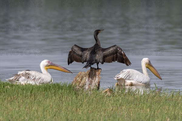 Cormorant (Phalacrocoracidae) and Dalmatian Pelican (Pelecanus crispus) at Lake Kerkini