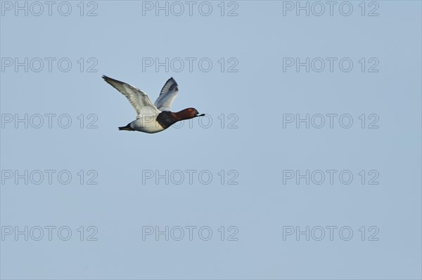 Common pochard (Aythya ferina) flying