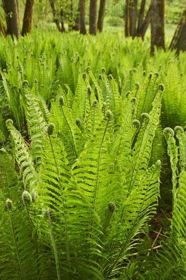 Male fern (Dryopteris filix-mas)