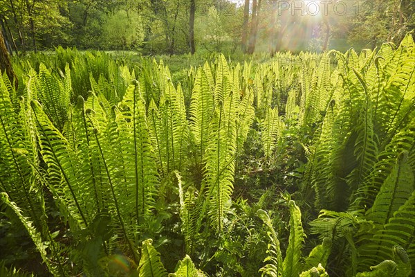 Male fern (Dryopteris filix-mas)