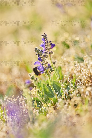 Red-tailed bumblebee (Bombus lapidarius) on a Meadow clary (Salvia pratensis) blooming in a meadow