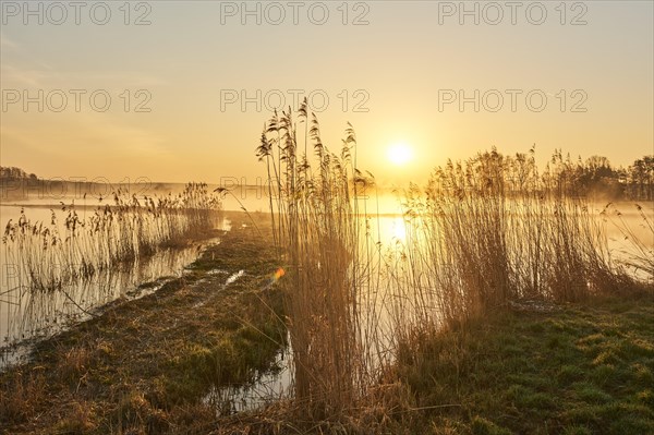 Common reed (Phragmites australis) at sunrise