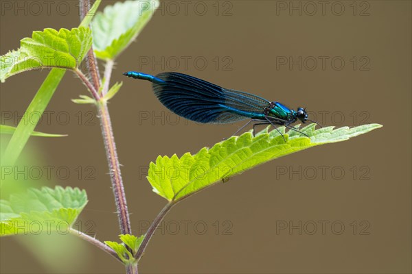 Banded demoiselle (calopteryx splendens)