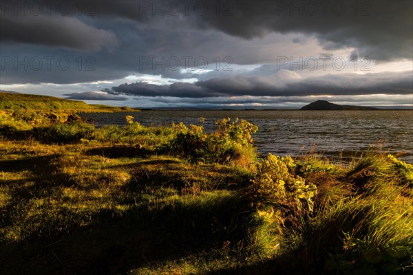 Norwegian angelica (Angelica archangelica) and grassy shore in the evening light