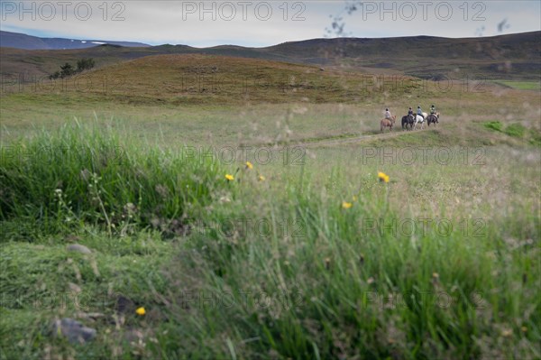 Four riders on Icelandic horses