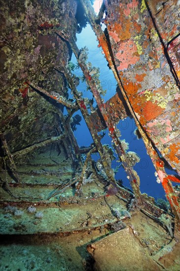 Inside with Sponge (Porifera) overgrown shipwreck