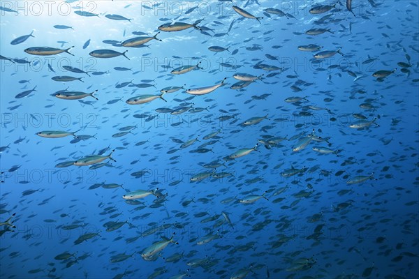 Shoal Suez Fusilier (Caesio sueviva) swimming in blue water