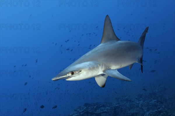 Scalloped Hammerhead (Sphyrna lewini)