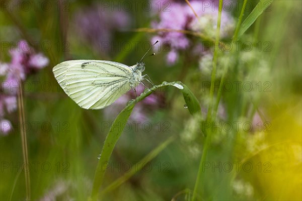 Green-veined white (Pieris napi)