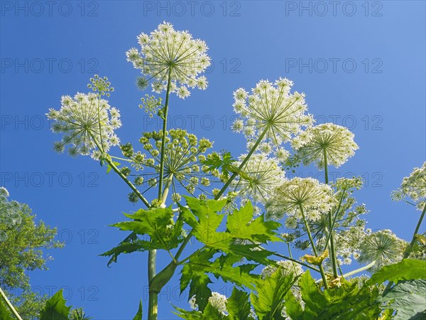 Giant hogweed (Heracleum mantegazzianum)