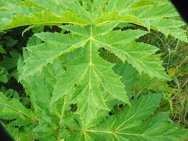 Giant hogweed (Heracleum mantegazzianum)