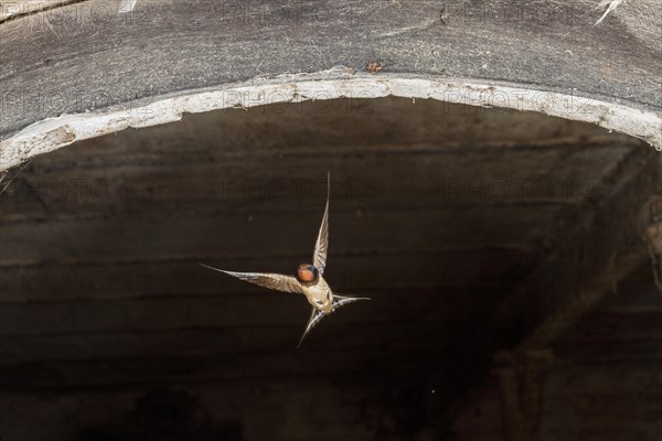 Barn swallow (Hirundo rustica)