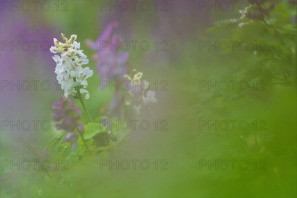 Hollow larkspur (Corydalis cava)