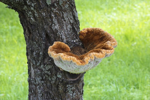 Shaggy bracket (Inonotus hispidus) on apple tree