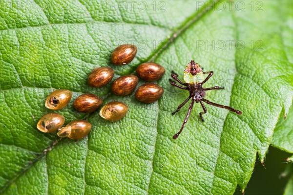 Box bug (Gonocerus acuteangulatus)