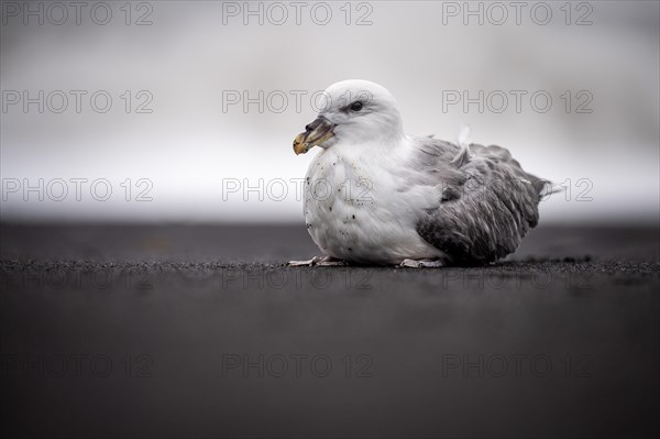 Young Northern fulmar (Fulmarus glacialis) on the beach