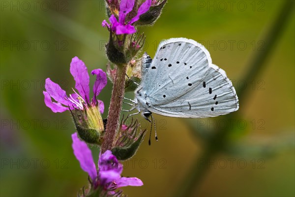 Holly Blue (Celastrina argiolus) on borage (Borago officinalis) flower