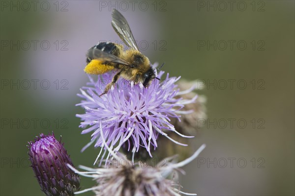 Honey bee (Apis mellifera)