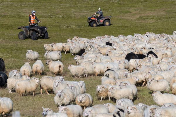 Domestic sheep (Ovis aries)