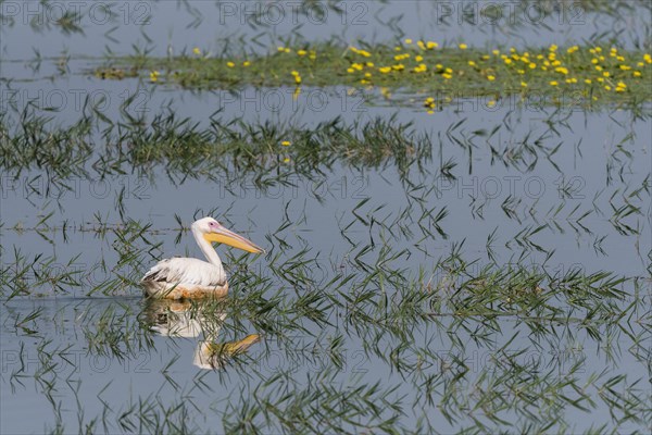 Dalmatian Pelican (Pelecanus crispus)