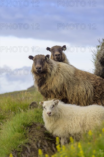 Sheep at Hjoerleifshoefdi (Viking grave)